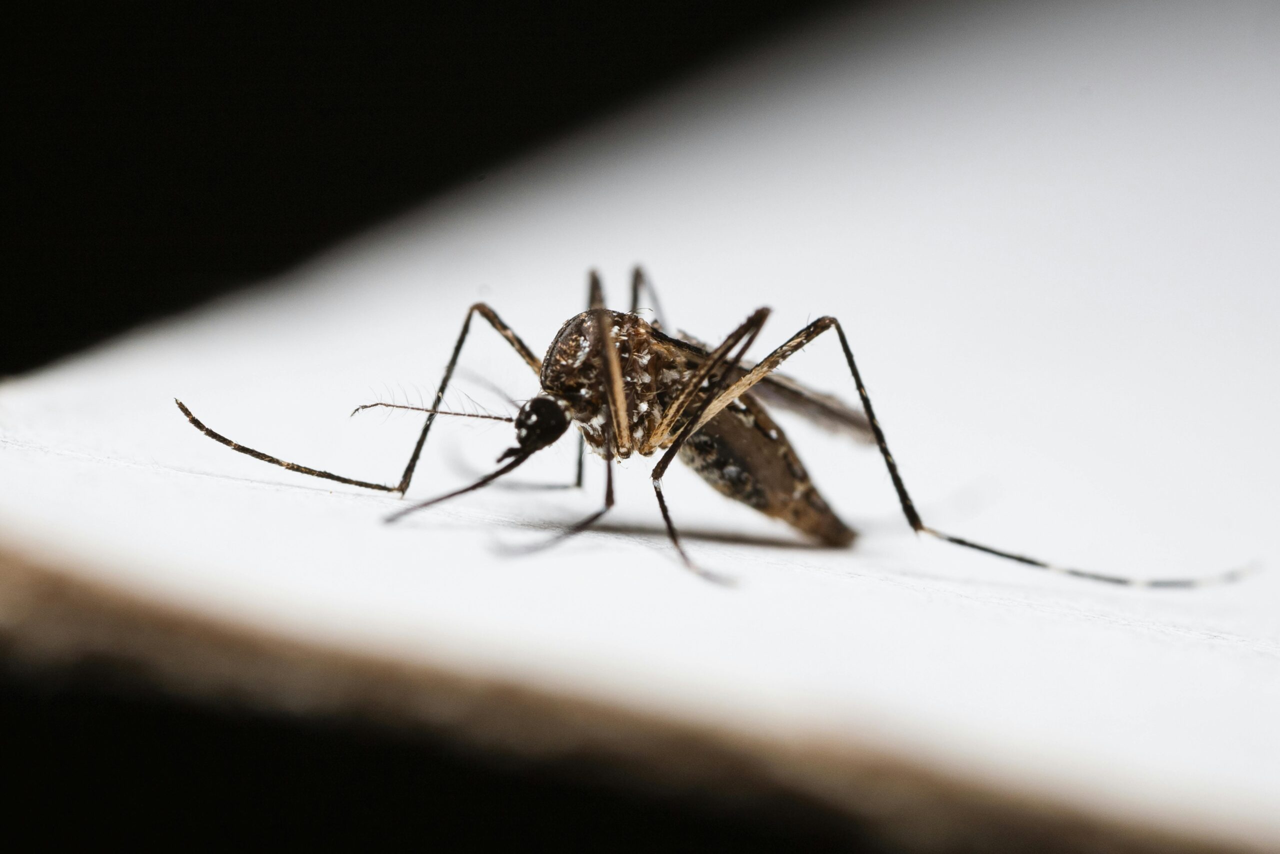 Detailed image of a mosquito on a white surface, highlighting its features.